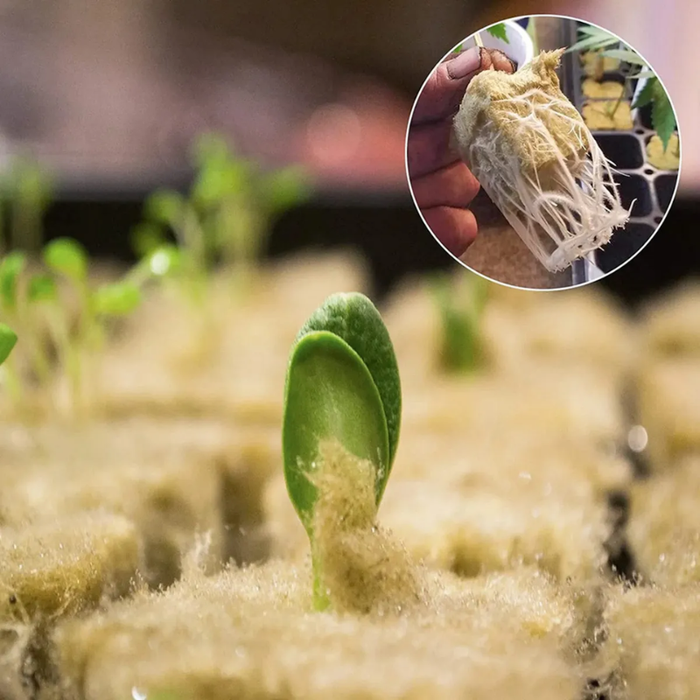 200 Bloques Cultivo Hidroponico Germinar Cubos De Hidroponia