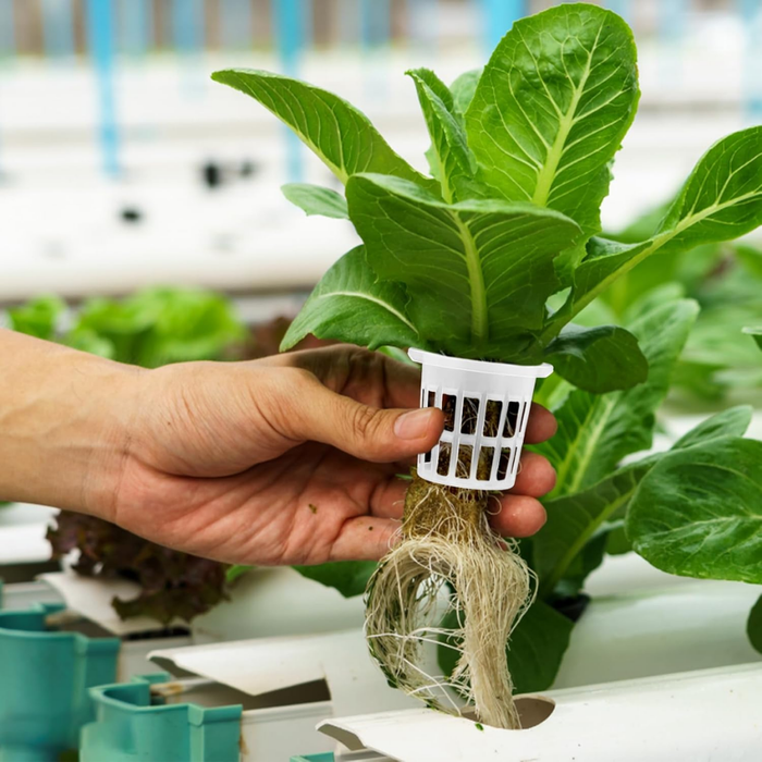 100 Vasos Para Cultivo Plastico Hidroponico Malla Hidroponia