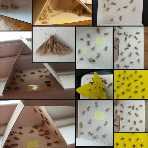 Pack 6 Trampas Adhesivas Polillas Baratas Pegajosas Insectos