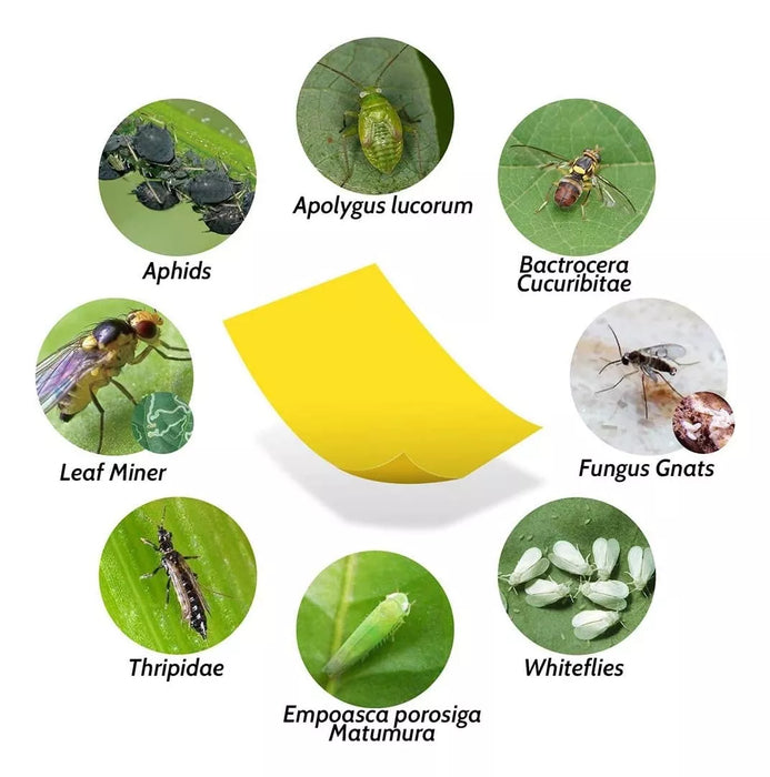 10 Trampa Adhesiva Moscas Papel Atrapa Mosca Insecto Trampa