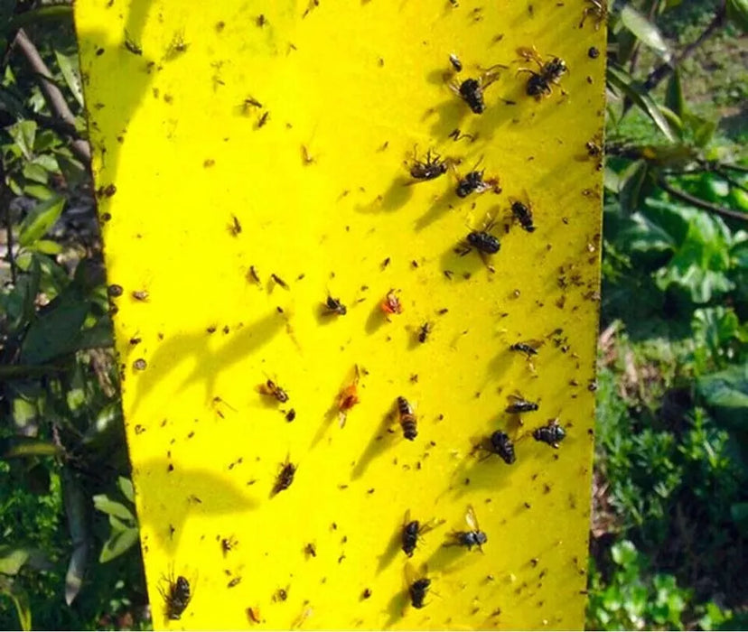 10 Trampa Adhesiva Moscas Papel Atrapa Mosca Insecto Trampa